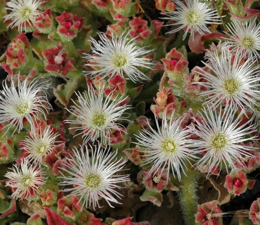 Мезембриантемум хрустальный, или ледяная трава, или хрустальная трава, или ледяник, или полуденник (Mesembryanthemum crystallinum)