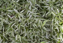 Остянка коротковолосистая, или оплисменус коротковолосый (Oplismenus hirtellus)