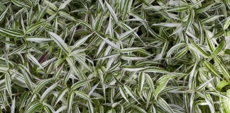 Остянка коротковолосистая, или оплисменус коротковолосый (Oplismenus hirtellus)