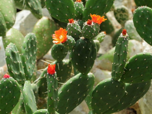 Опунция (Opuntia) Опунция (Opuntia)