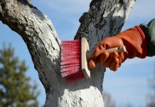 Осенняя побелка плодовых деревьев