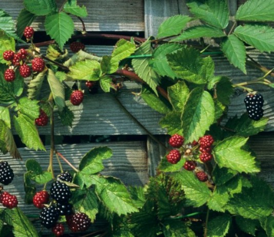 Осенний уход за ежевикой по правилам - Ягодник Осенний уход за ежевикой