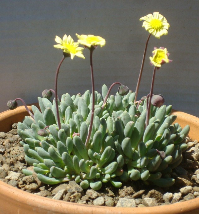 Оттона капская (Othonna capensis) Оттона капская (Othonna capensis)