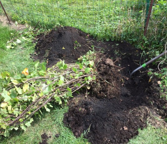 Как правильно пересадить плодовый кустарник на новое место? - Ягодник Пересадка куста смородины