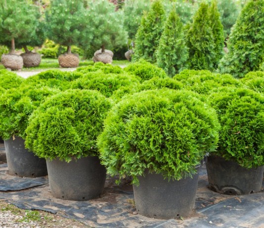 Кипарисовики в контейнерах