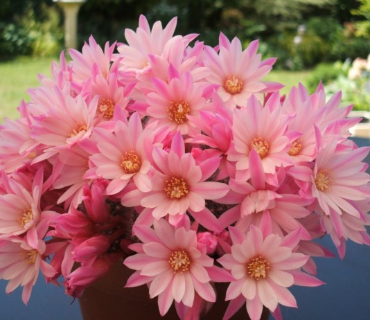 Ребуция (Rebutia)