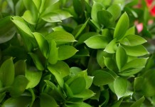Иглица (Ruscus)