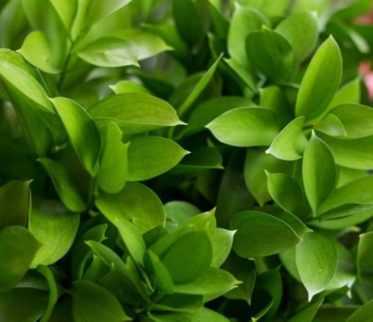 Рускус — великолепная комнатная иглица - Редкие и необычные Иглица (Ruscus)