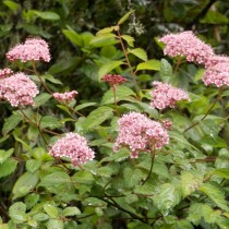 Спирея прелестная (Spiraea bella)