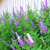 Спирея Билларда (Spiraea × billardii)