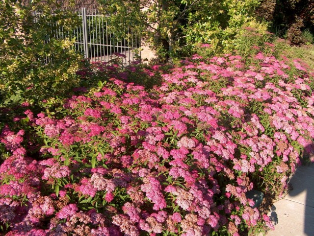 Спирея Бумальда (Spiraea × bumalda)