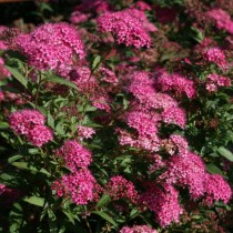 Спирея Бумальда (Spiraea × bumalda)