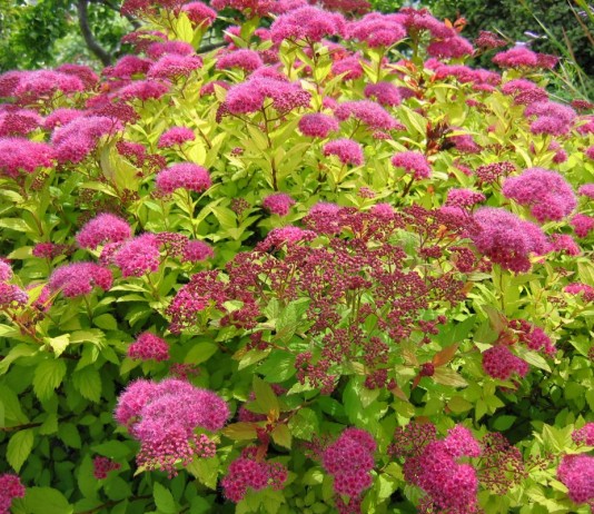Лучшие осенние спиреи для цветников - Цветник и ландшафт Спирея японская (Spiraea japonica)