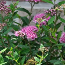 Спирея японская (Spiraea japonica)