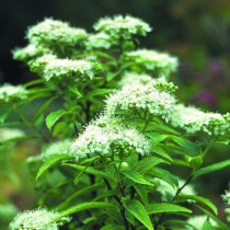 Спирея японская белоцветковая (Spiraea japonica f. albiflora)