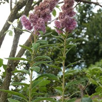 Спирея иволистная (Spiraea salicifolia)