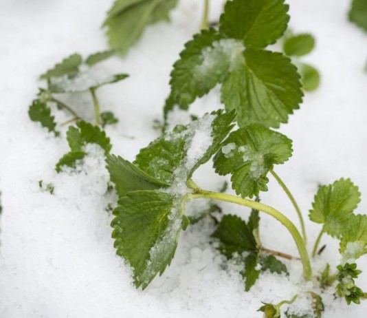 Как укрывать клубнику на зиму? - Ягодник Клубника под снегом без укрытия