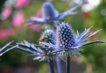 Синеголовник, или Эрингиум (Eryngium)