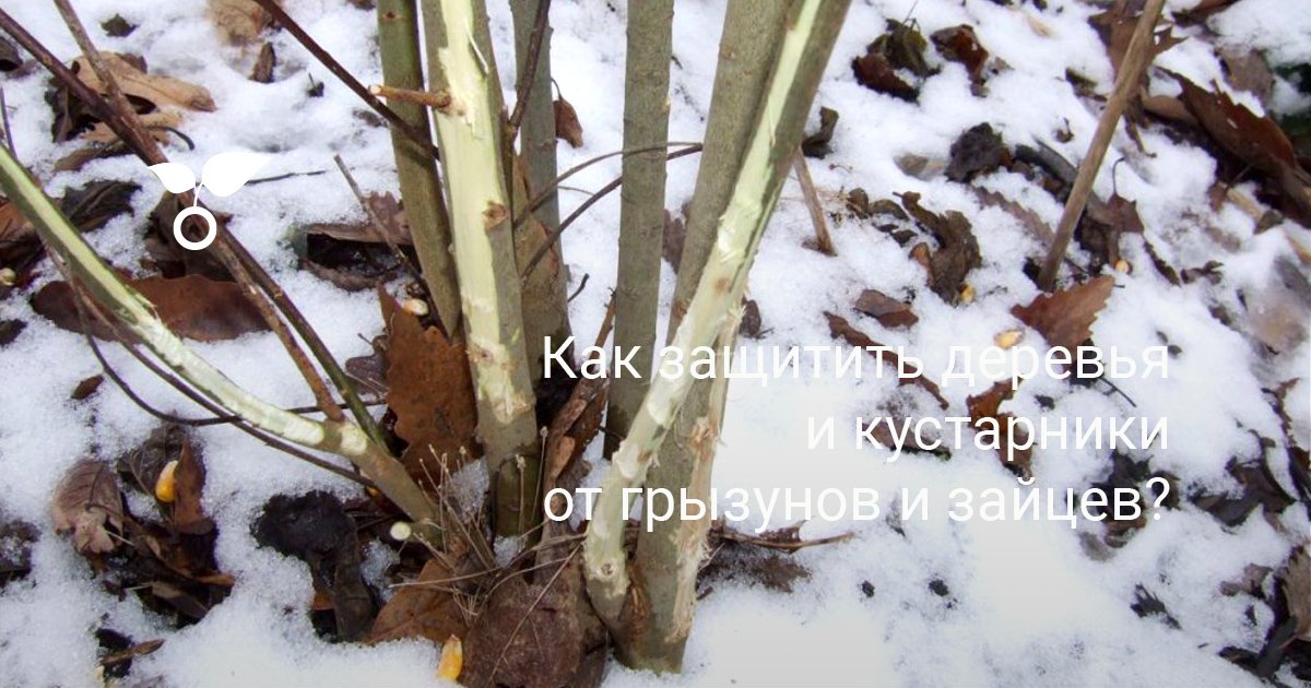 Как защитить деревья и кустарники от грызунов и зайцев?