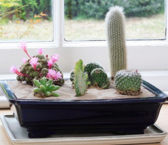 Выращивание кактусов дома