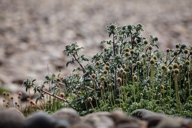 Ацена сверкающая (Acaena splendens)