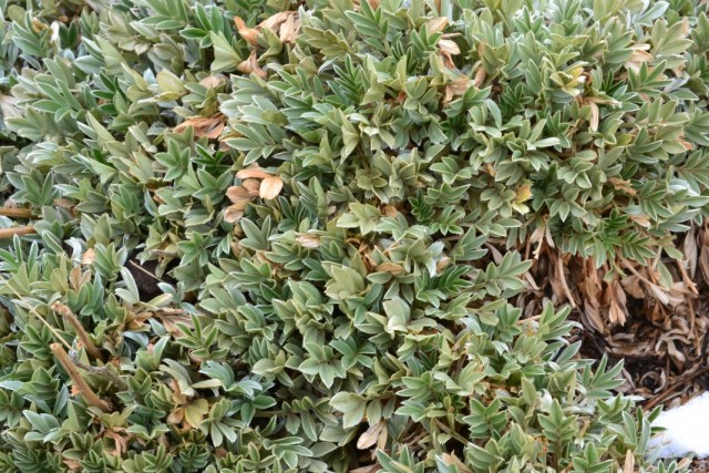 Ацена сверкающая (Acaena splendens)