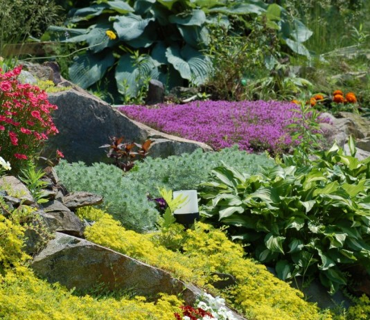 Почвопокровные, декоративнолиственные растения для альпийской горки