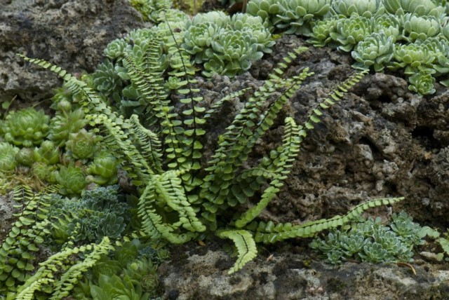 Костенец волосовидный (Asplenium trichomanes)