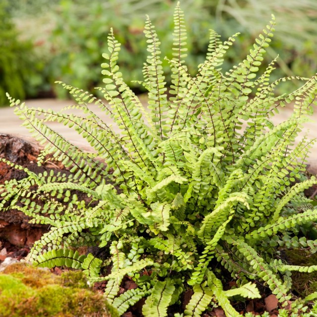Костенец волосовидный (Asplenium trichomanes)