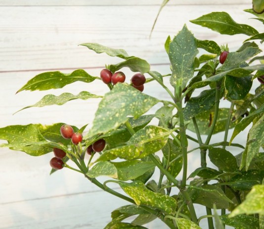 Аукуба японская — колбасное дерево - Комнатные растения Аукуба японская (Aucuba japonica)