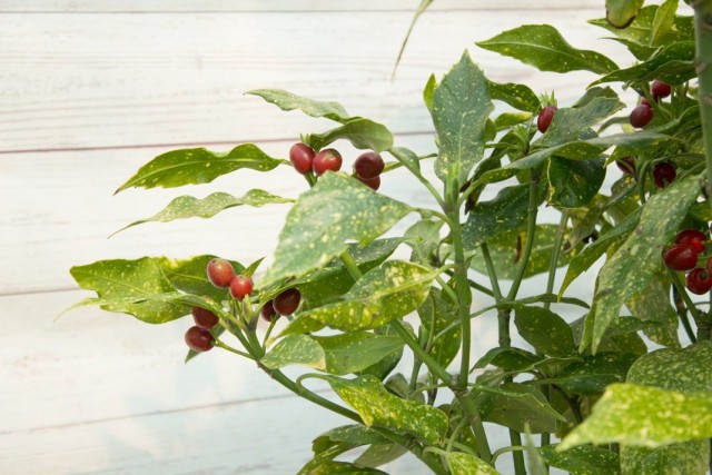 Аукуба японская (Aucuba japonica) Аукуба японская (Aucuba japonica)