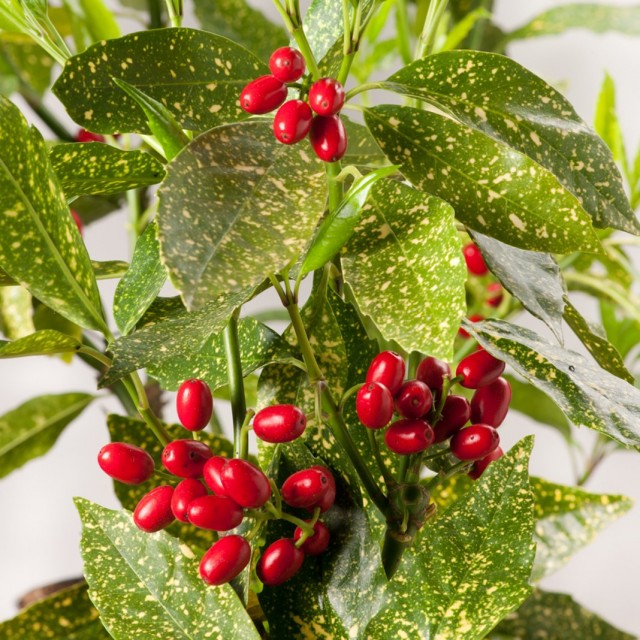 Аукуба японская (Aucuba japonica) Аукуба японская (Aucuba japonica)