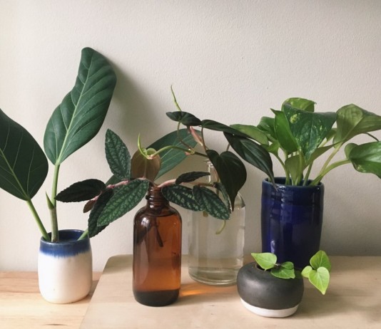 10 комнатных растений, которые легко получить из черенков - Красивоцветущие Черенкование комнатных растений