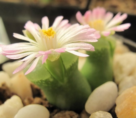 Конофитум (Conophytum devium)
