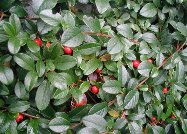 Кизильник Даммера (Cotoneaster dammeri)