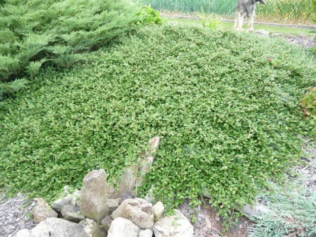 Кизильник Даммера (Cotoneaster dammeri)