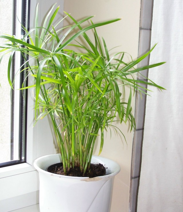 Циперус (Cyperus)
