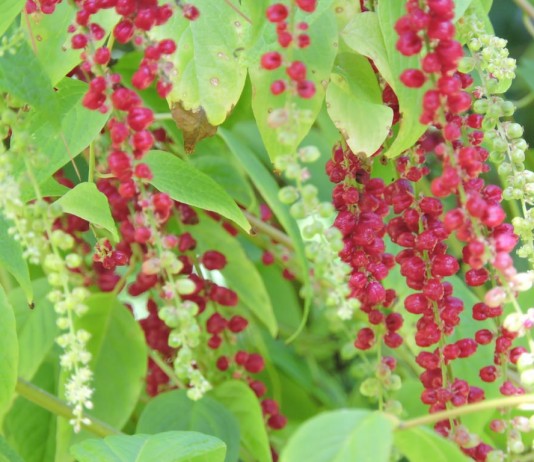 Деергиния амарантоидная (Deeringia amaranthoides) или Деергиния ягодоносная (Deeringia baccata)