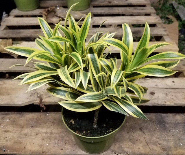Драцена отогнутая (Dracaena Reflexa) Драцена отогнутая (Dracaena Reflexa)
