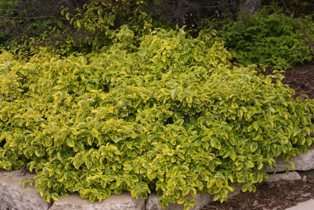 Бересклет Форчуна (Euonymus fortunei)