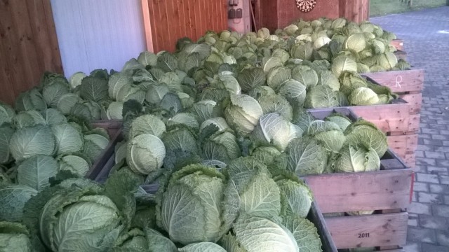 Собранный в ящики урожай капусты