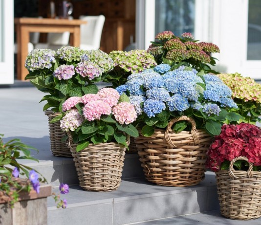 Гортензии крупнолистные серия Magical