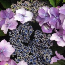 Гортензия крупнолистная «Blueberry Cheesecake» Гортензия крупнолистная «Blueberry Cheesecake»