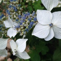 Гортензия крупнолистная «Lanarth White» Гортензия крупнолистная «Lanarth White»