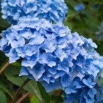 Гортензия крупнолистная «Nikko Blue» Гортензия крупнолистная «Nikko Blue»