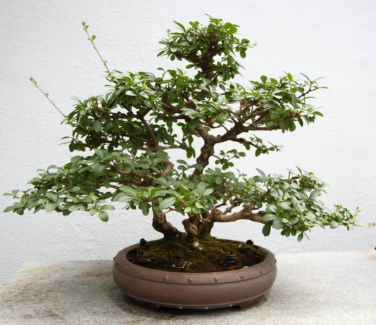Бирючина китайская (Ligustrum sinense)