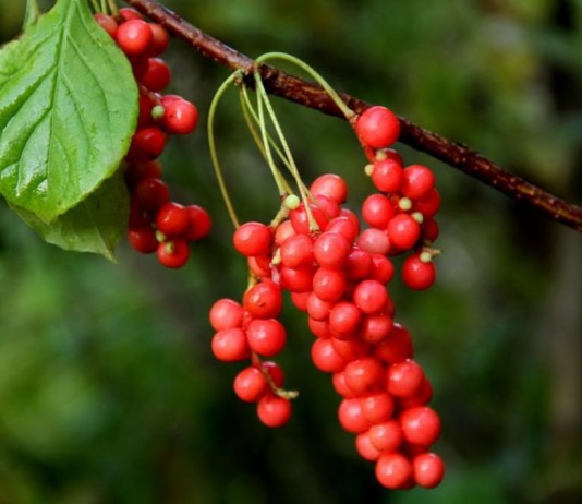 Ягоды лимонника китайского