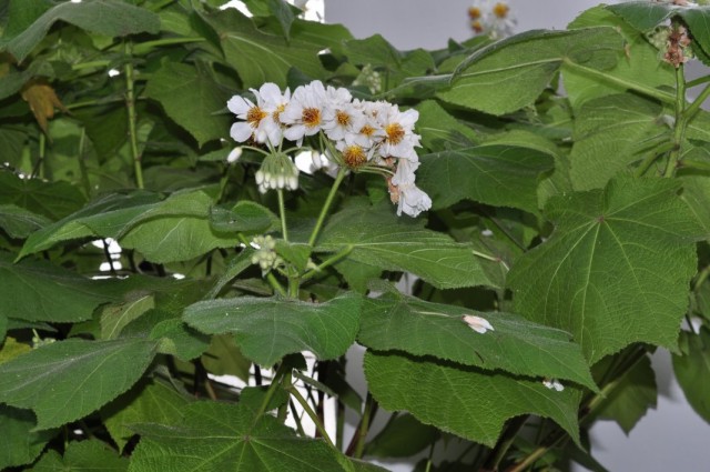 Спармания (Sparmannia)
