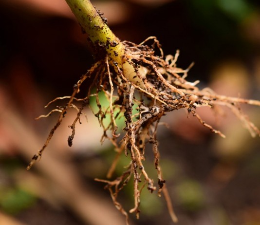 Укоренение черенка с помощью стимулятора корнеобразования