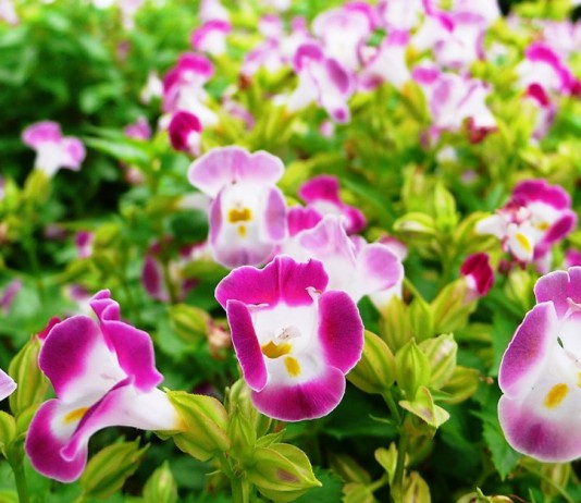 Как выращивать торению из семян? - Красивоцветущие Торения (Torenia)